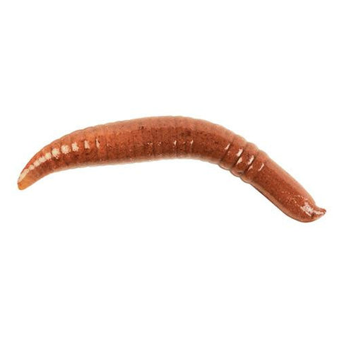 Gulp! Pinched Crawler Soft Bait, 2" Length, Nightcrawler, Per 6